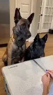Dog Fruit And Protein Breakfast