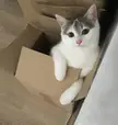 When we get packages delivered, Mimi is the happiest no matter the content🐱❤️!!