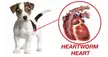 Understanding heartworms in dog!!