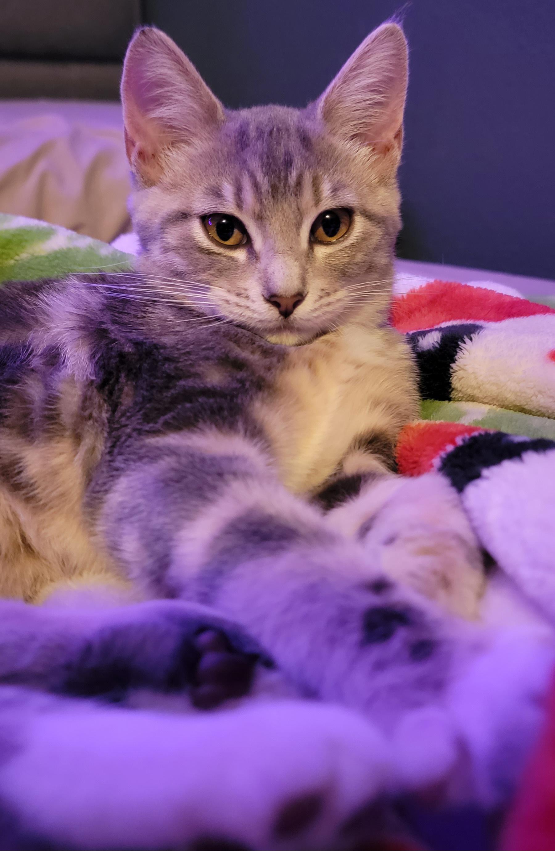My cat resting on my bed