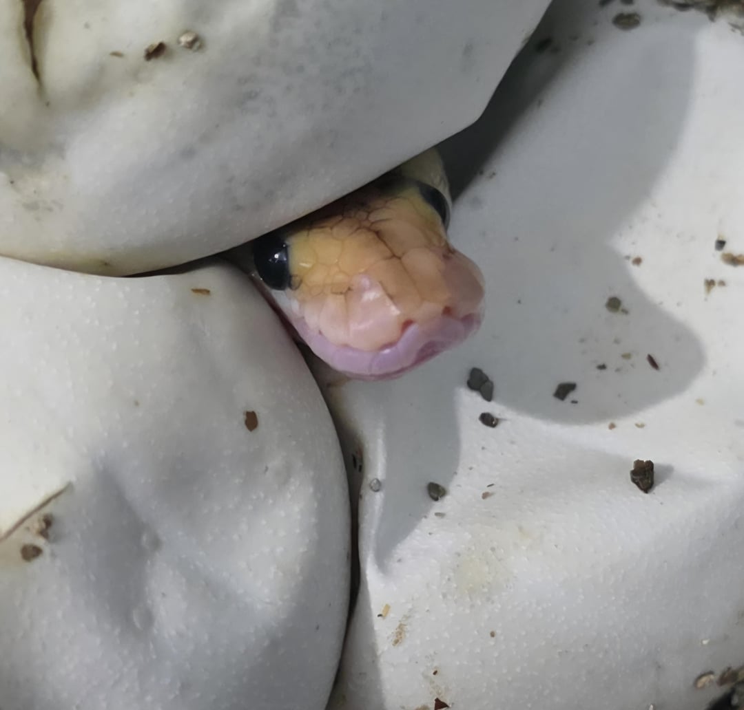 Snek