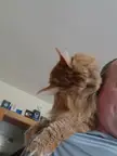 Anyone else's cat love to clean their chosen hooman?