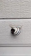 Snail wearing its shell upside down