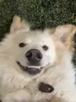My girlfriend doesn't think this picture of my dog is cute.  I'd like I have Reddit's opinion on the matter.