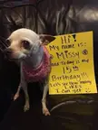 How missy get your attention guys ? 🦴🐩🎂🎈🎁😍