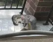 Grey fox on my patio