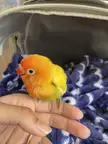 Baby Cockatiel Pictures