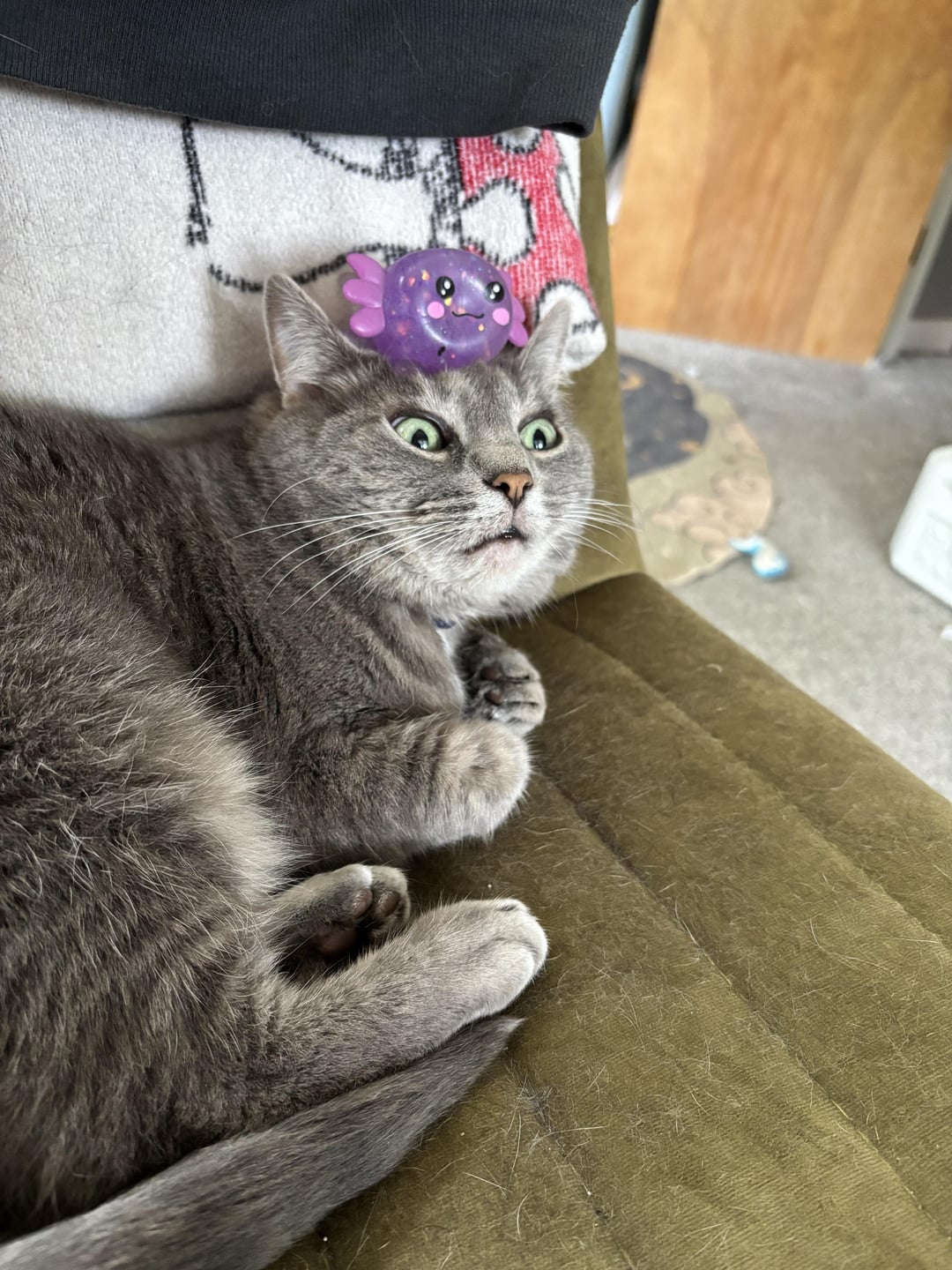 StuffOnCats