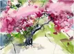 Pink magnolias, 28 x 38 cm, watercolor