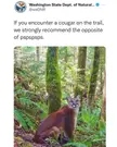 If you encounter a cougar, do the opposite of pspspsps
