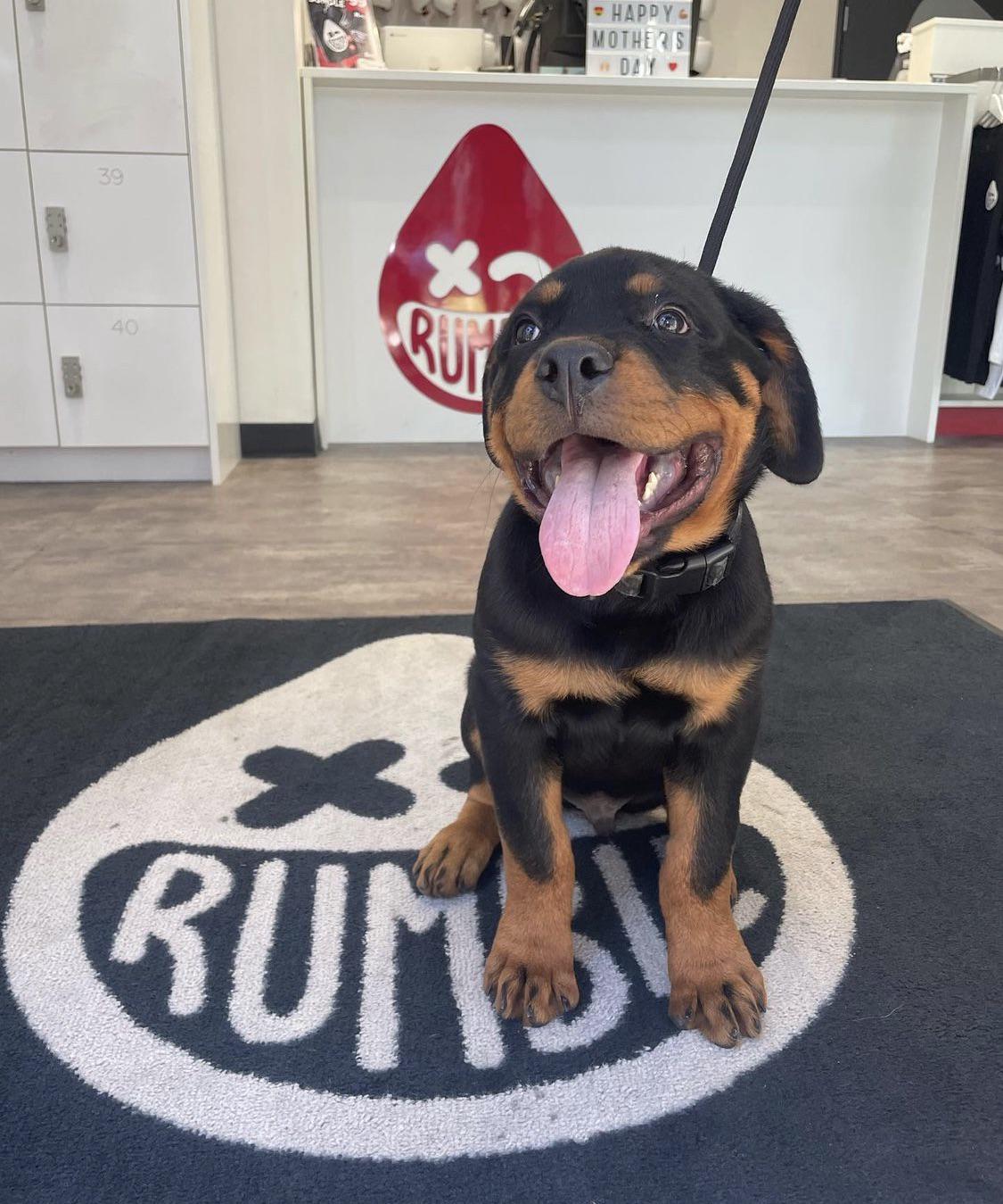 Trying to get Rocky to be the mascot for rumble boxing!!