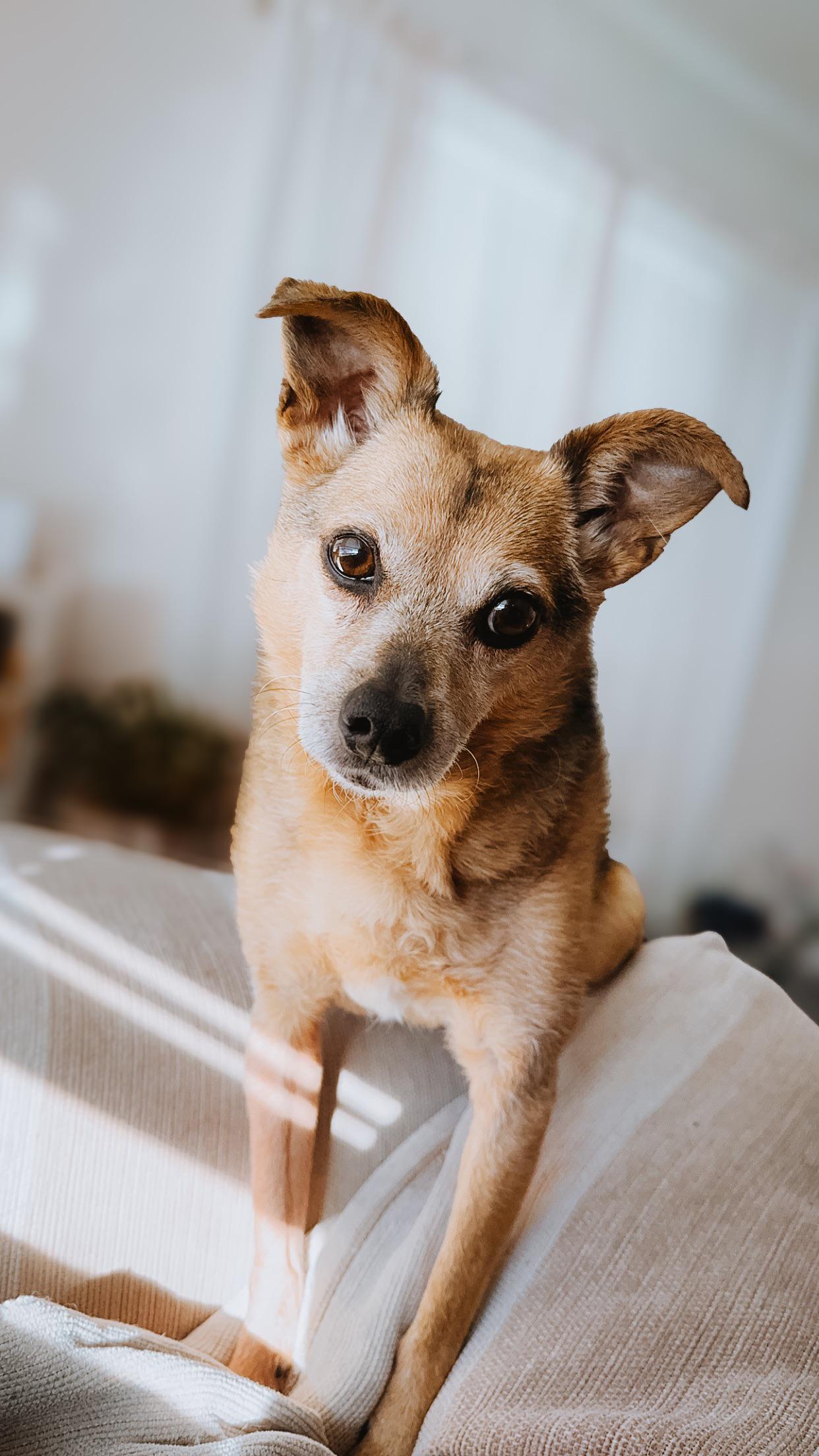 Sadie recently got over being sick. She got an anti-nausea injection at ...