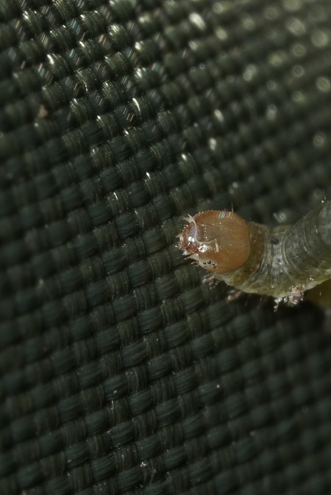 Inch worm on my tent [oc]