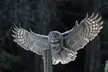 Great Gray Owl