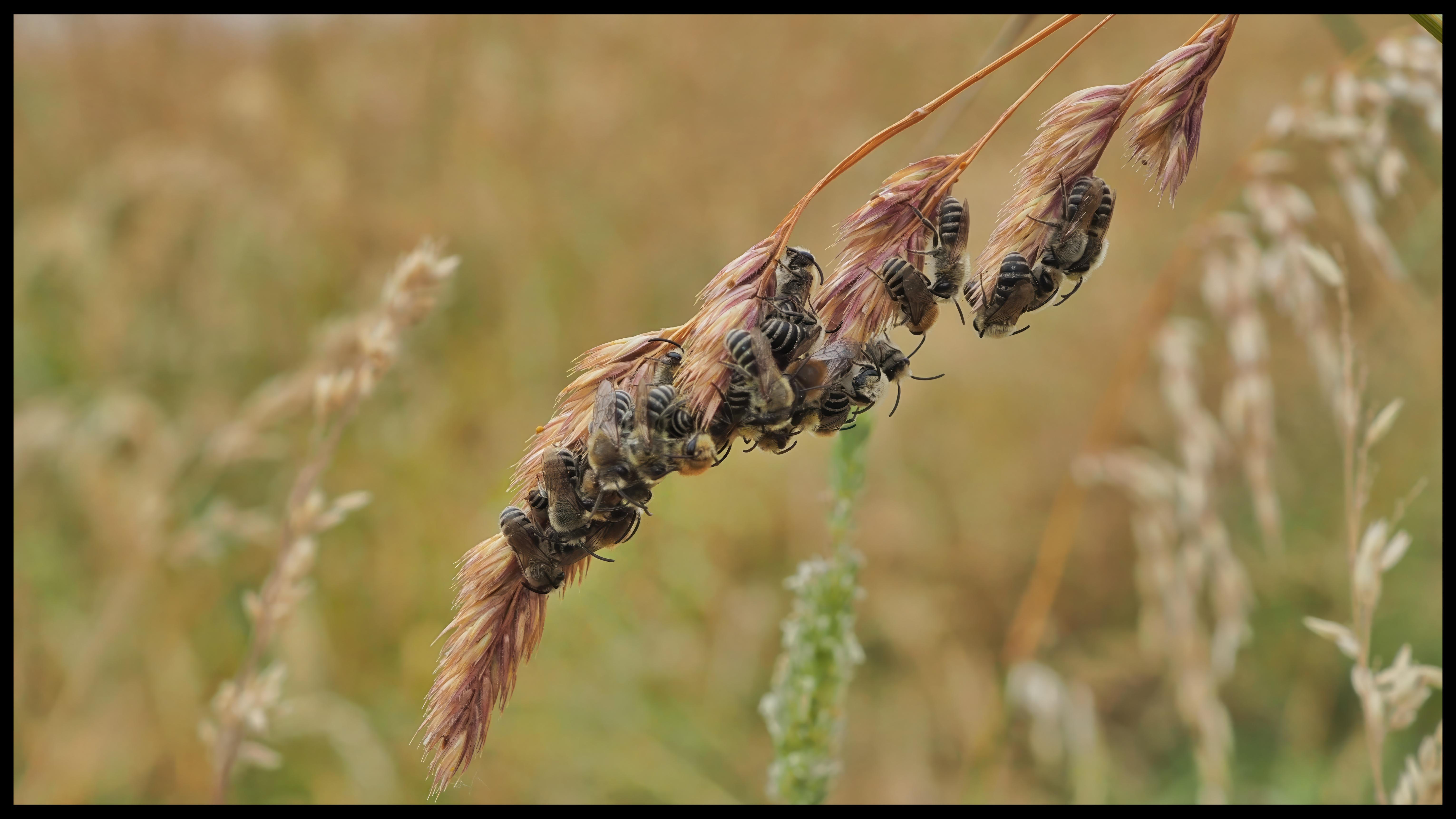 Hiveless Bee cuddeling together for the coming night
