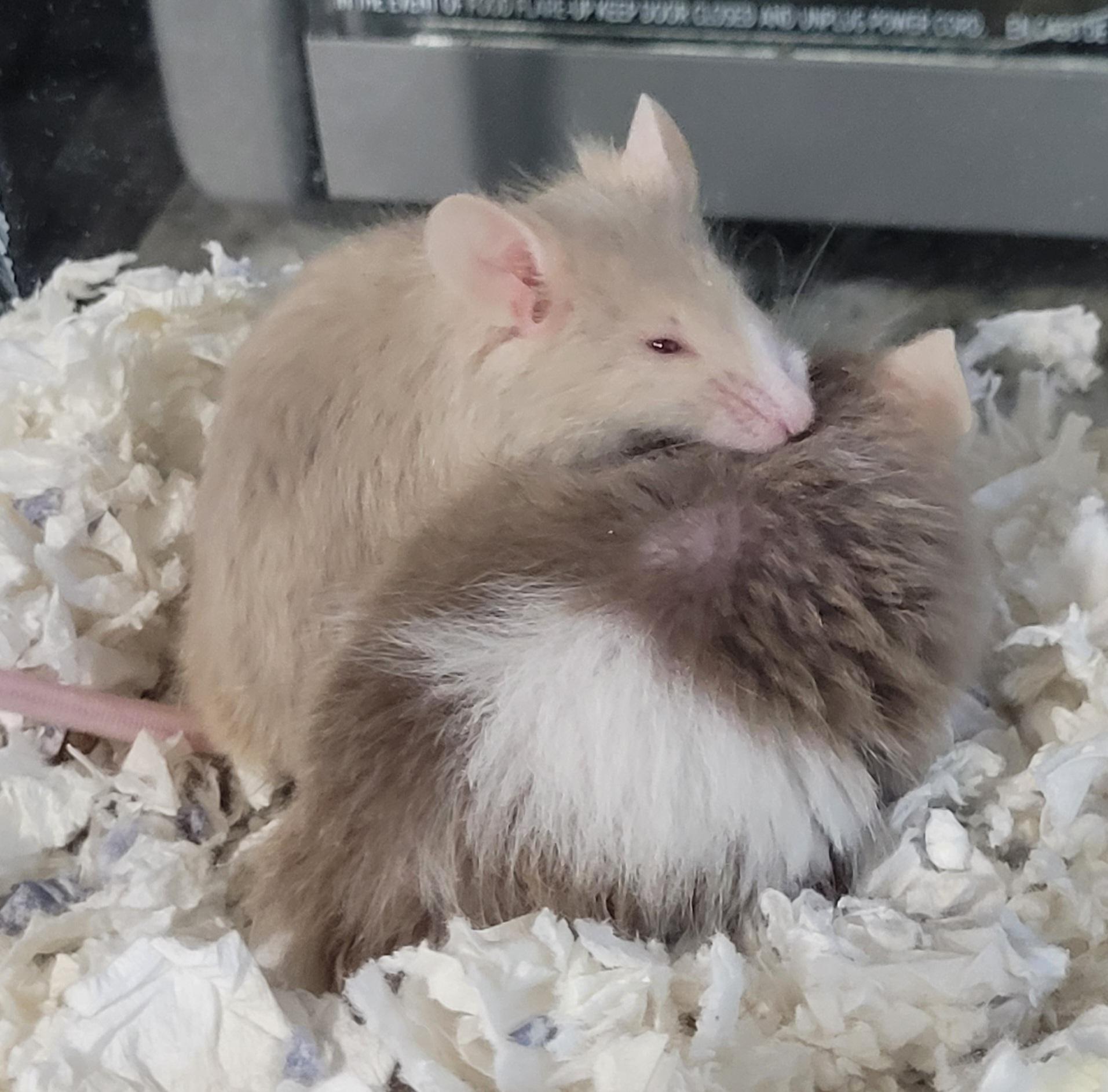 Vernon &amp; Whimsy have spent their first night together, and, I dare say, they may be in love ❤️