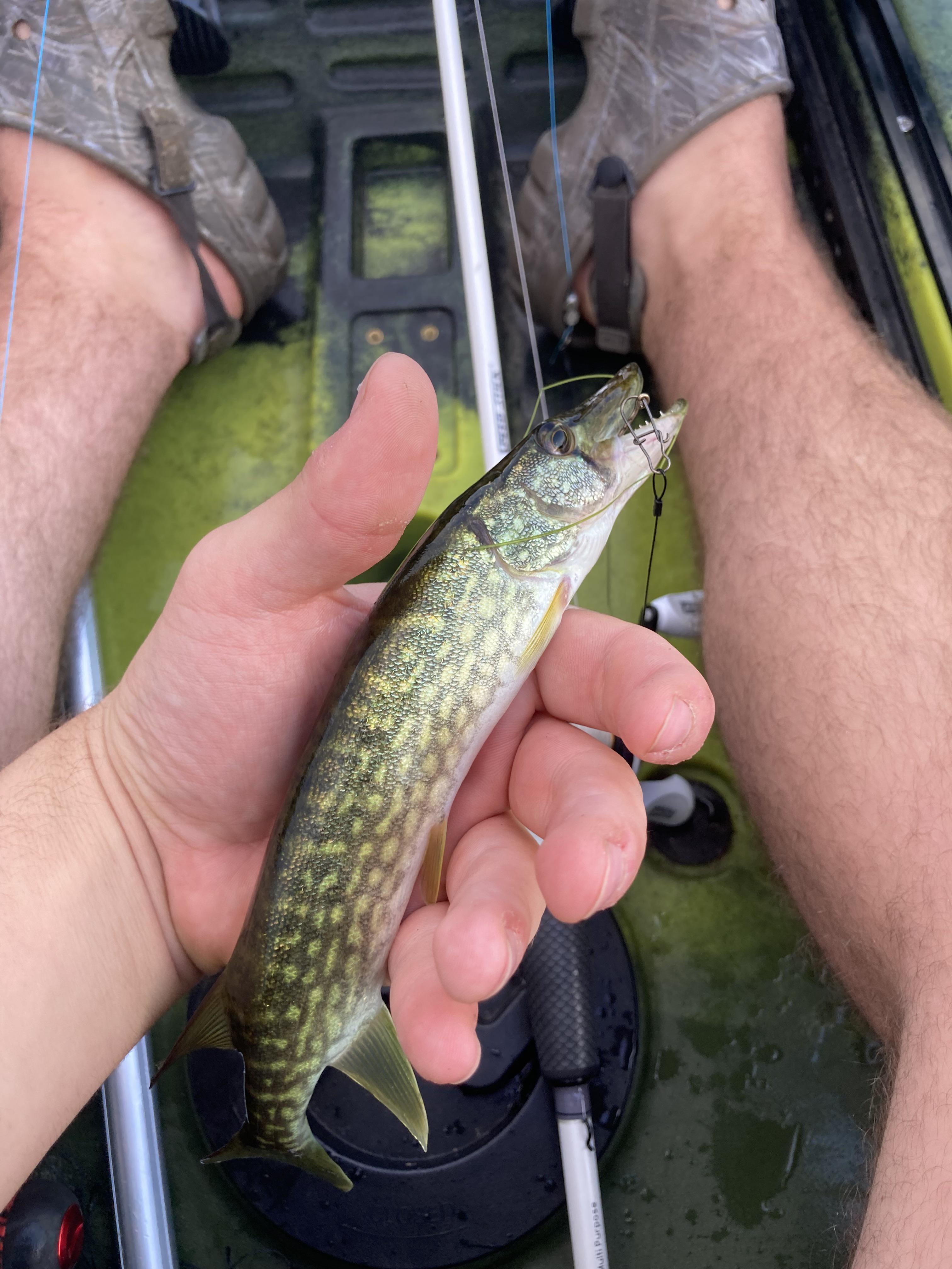 Hey Reddit, it’s the guy from yesterday asking how to catch pike. Here ...