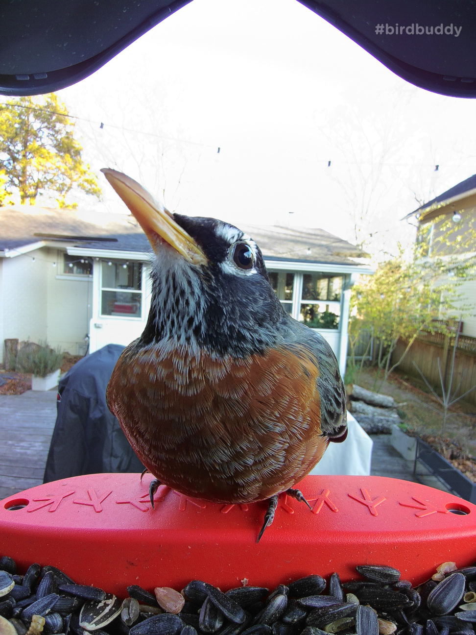 the detail on this turdidae (Turdus migratorius ) visited and I never realized how varied their chest feathers are.