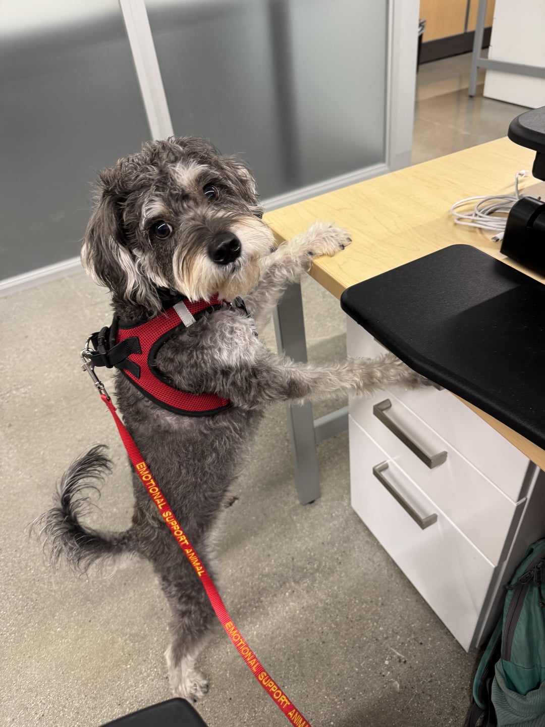 schnoodle