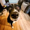 Boop the snoot