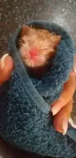 The smallest purrito