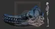 Kings of Land and Sea: a comparison between the skulls of T.rex and Livyatan melvillei