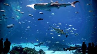 OceanGifs