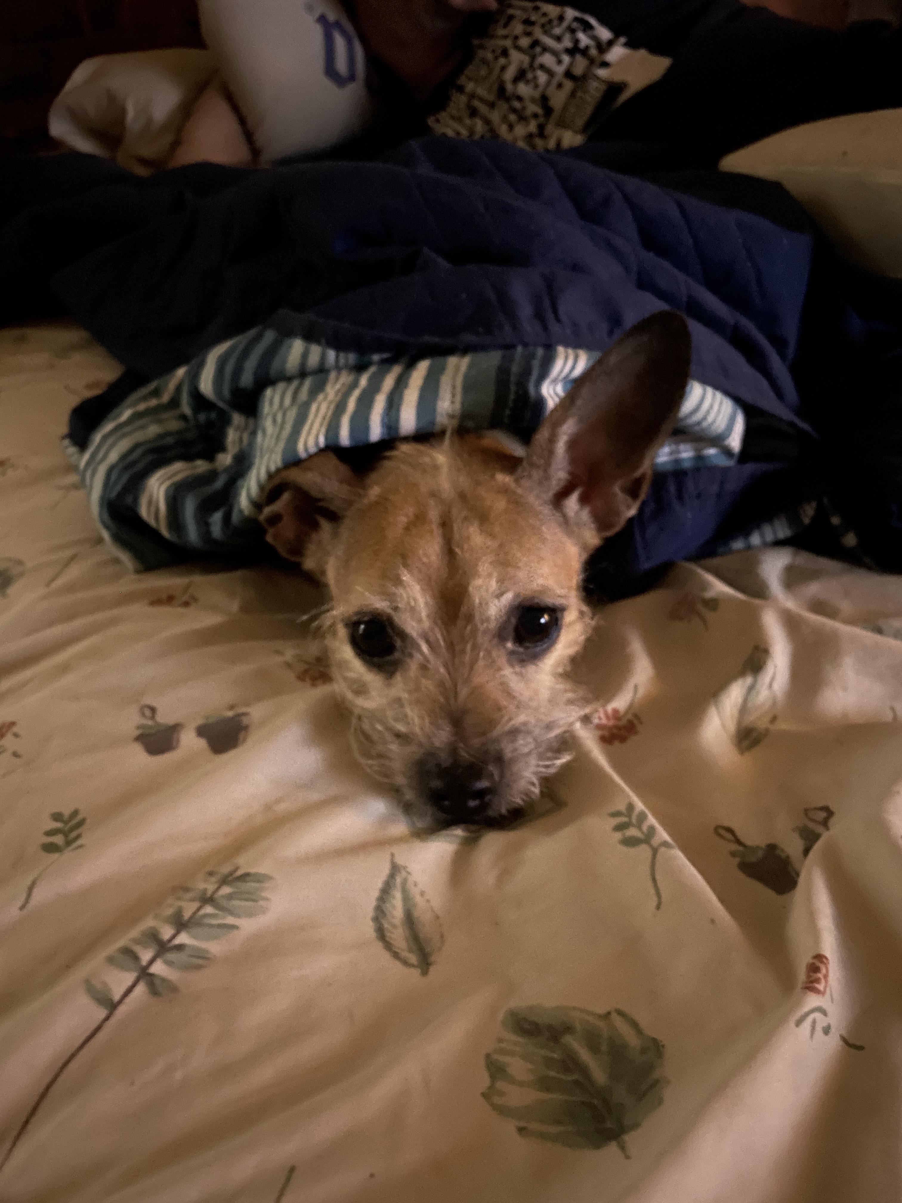 My dad’s pup all tucked in