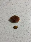 Peach Pit vs Peach Seed