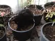 why use your warm soft bed when you can use the neighbour's cold dirty pot. she's here every day
