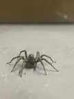 a cute wolf spider