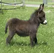 This Cute Baby Donkey