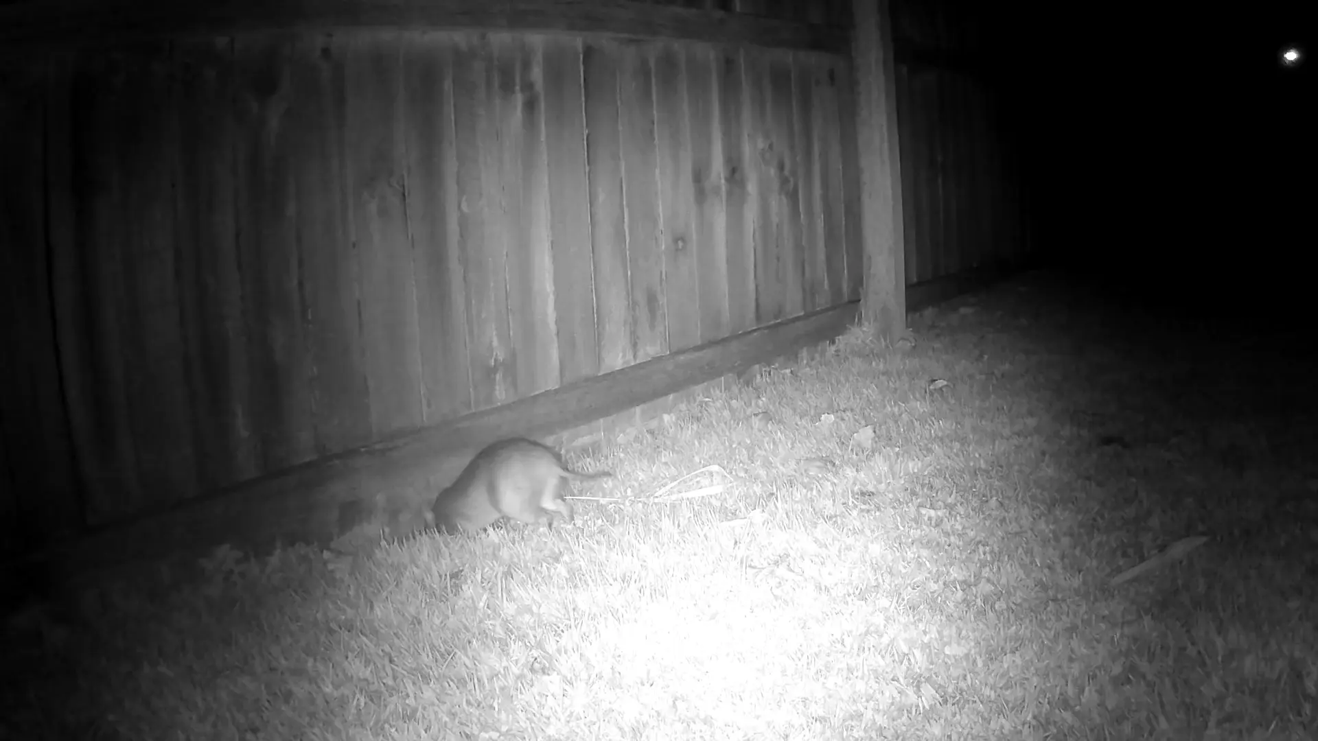 Baby Bandicoot Zoomies