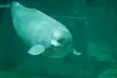 Baby Beluga Whale