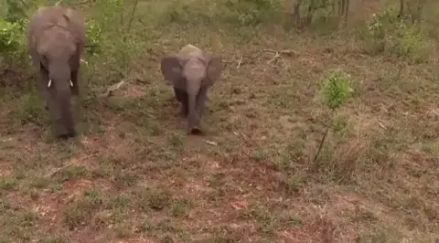 Baby elephant waves hello and continues on his merry way.
