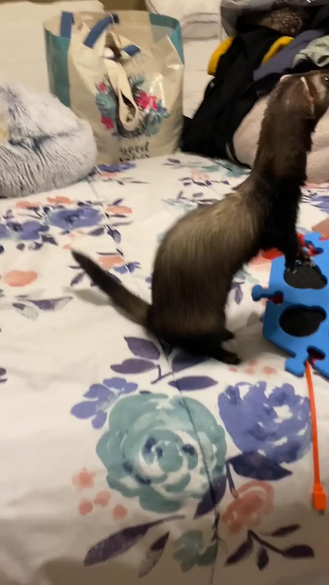 Baby girl Maisy rolling for her favorite treat… a fishy!