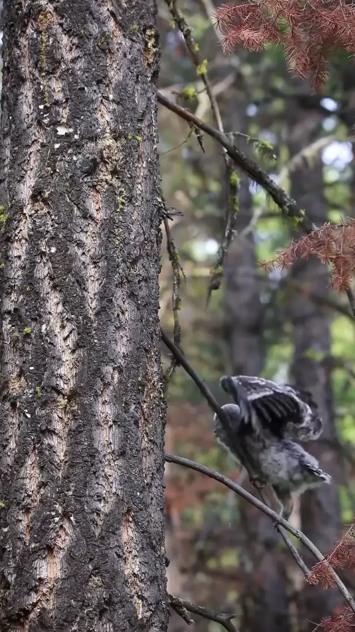 Baby Great Grey Owl trying to climb tree.