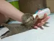 Baby Otter Drinking Milk
