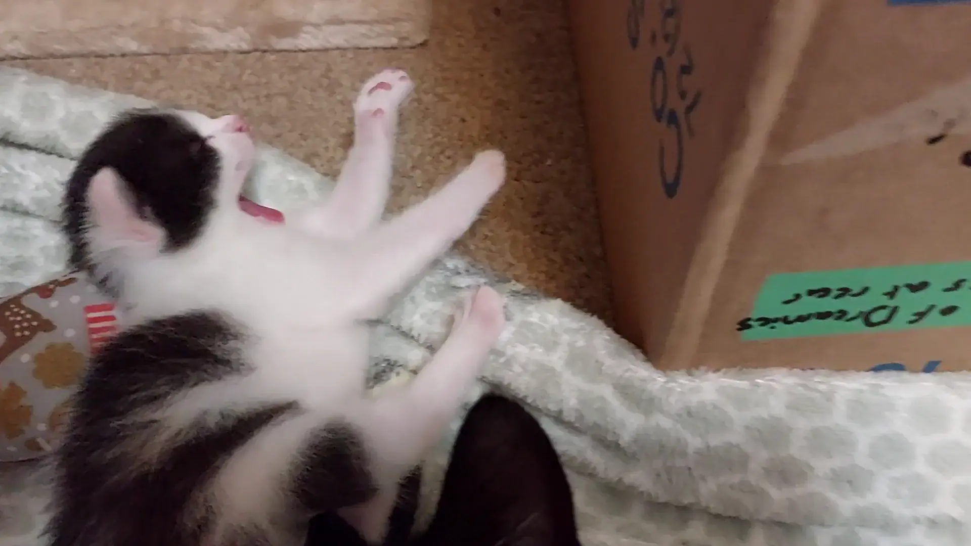 Baby's first beanwash