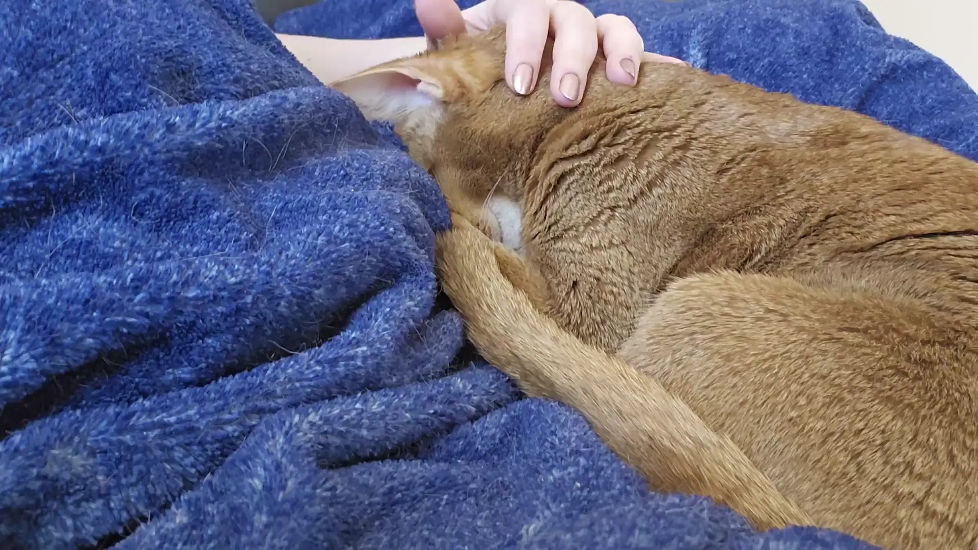 Back massage and scritches 