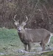 Back yard buck