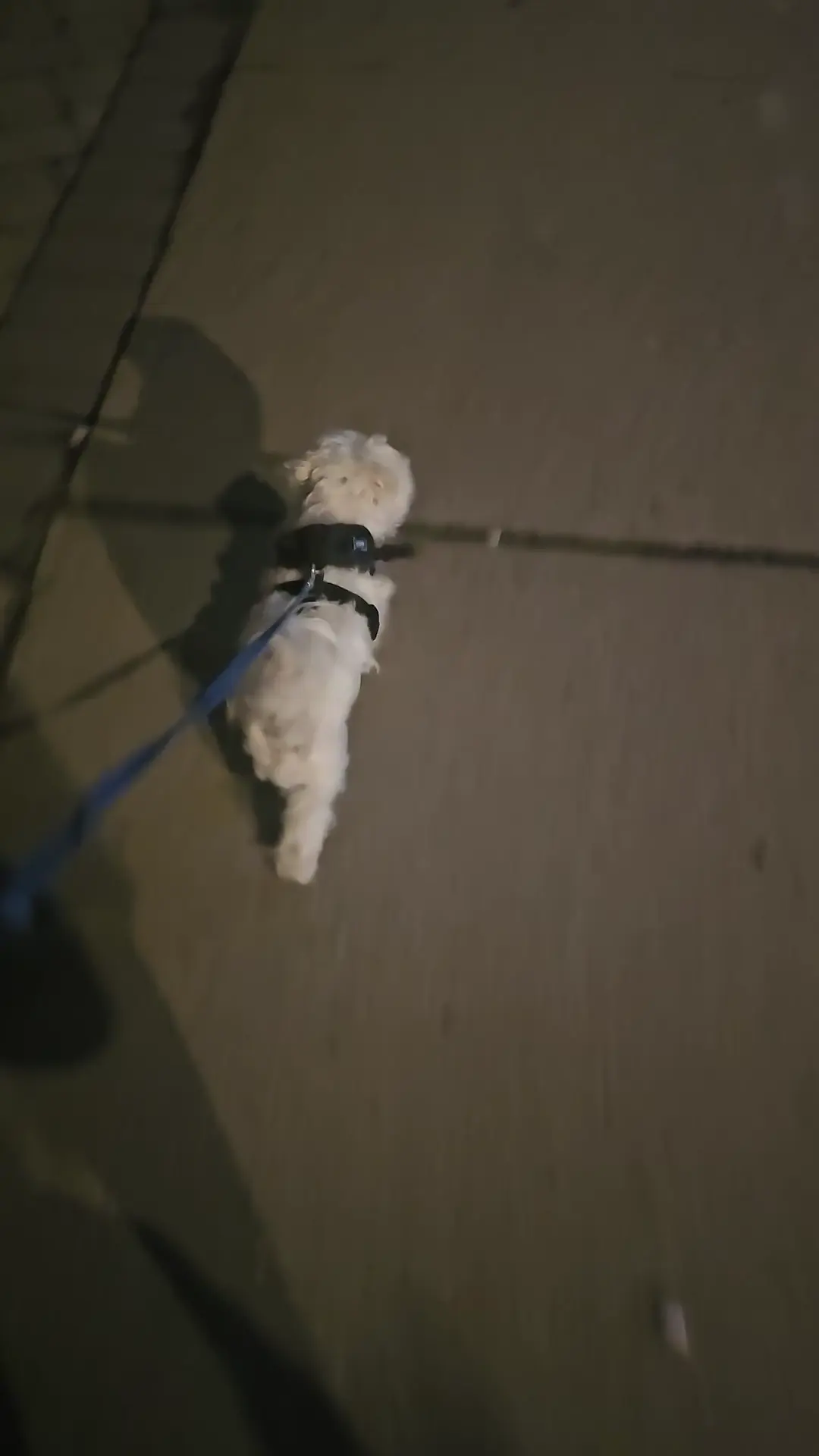 Bad boi not afraid of fireworks 