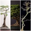 Bad news folks. The Global Federation of Bonsai Gods has implemented a worldwide quota. You may now only work with three genuses for the rest of your bonsai career. What do you choose? (Hey, just be glad they didn’t say species!)