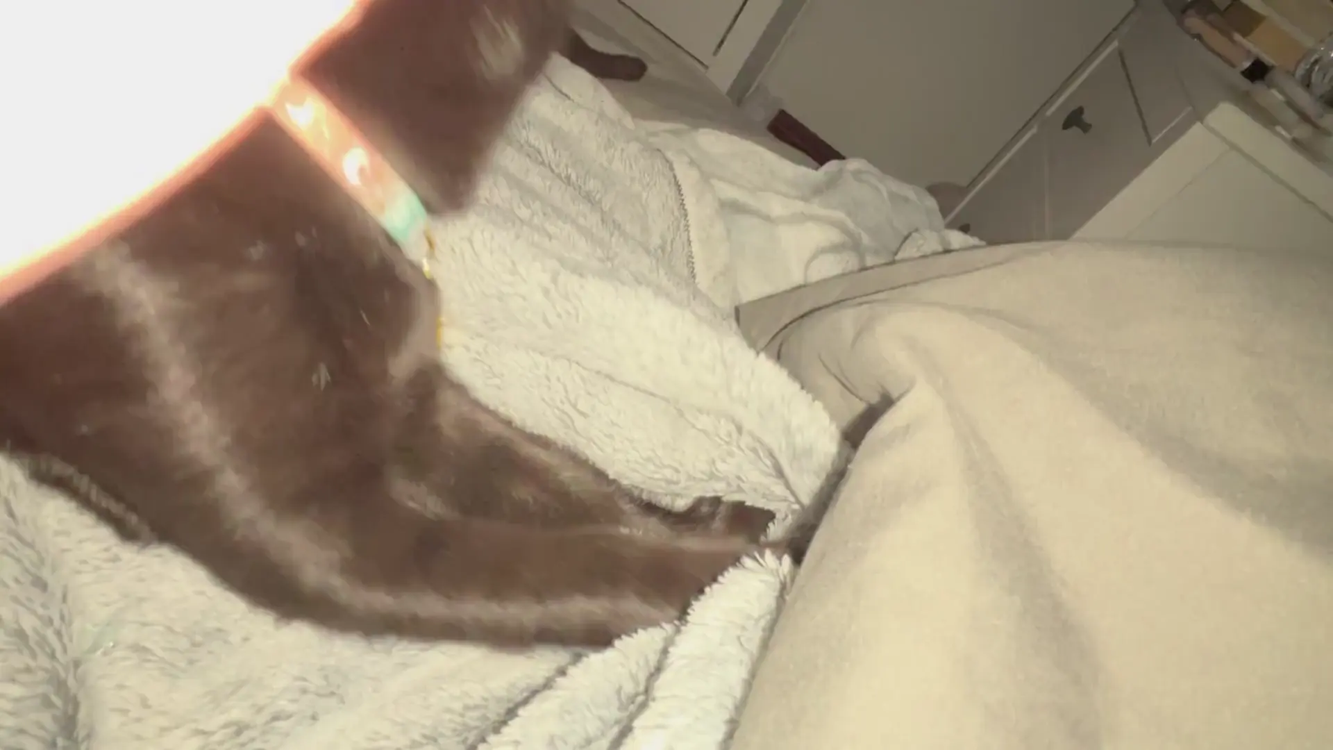 Baker -Professional Biscuit maker