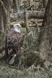Bald Eagle Chilling