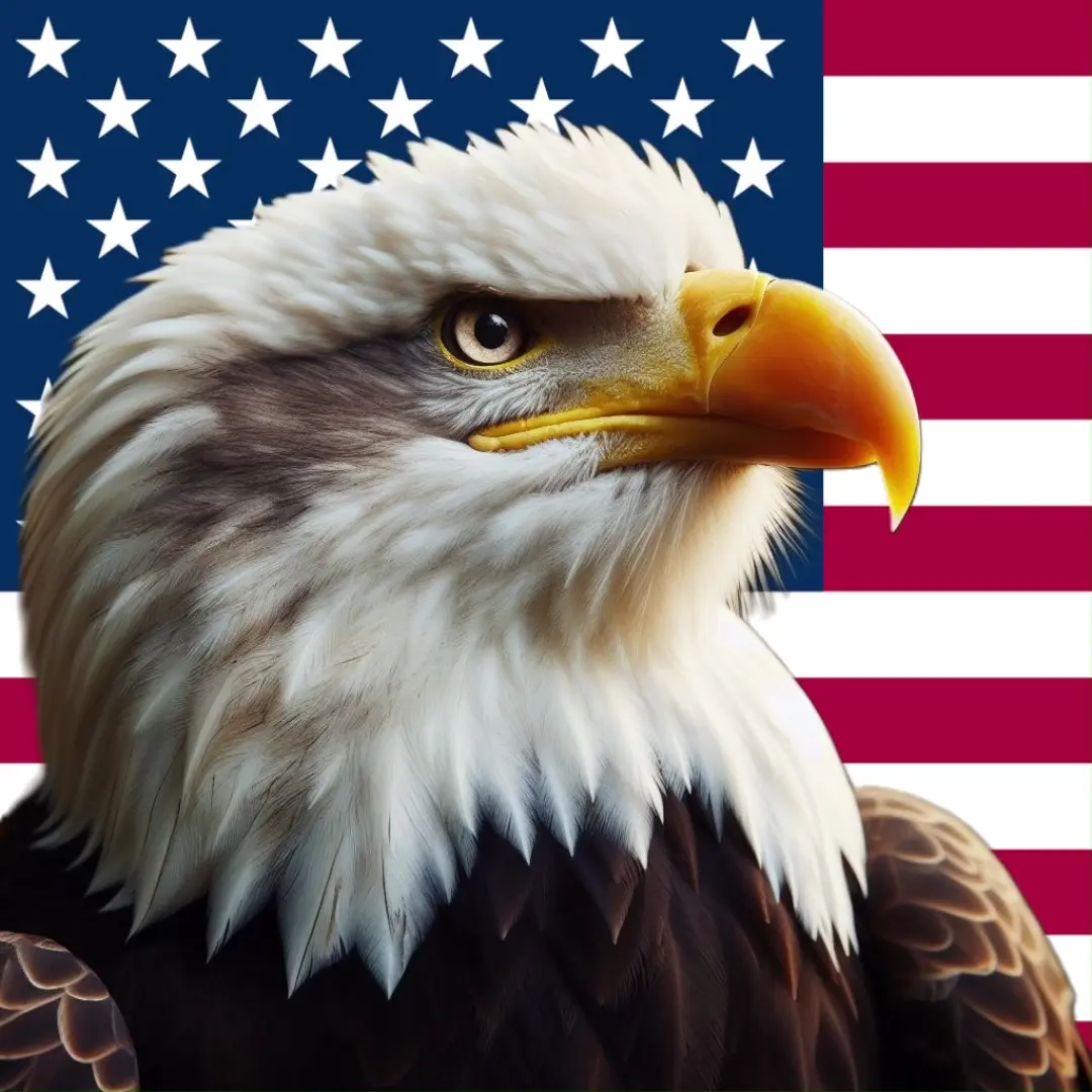 Bald Eagle/Red-Tailed Hawk when the Sonora Desert is quiet: