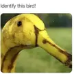 Banana duck

   