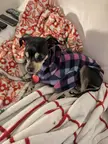 Banned from Ban pitbulls, lol
