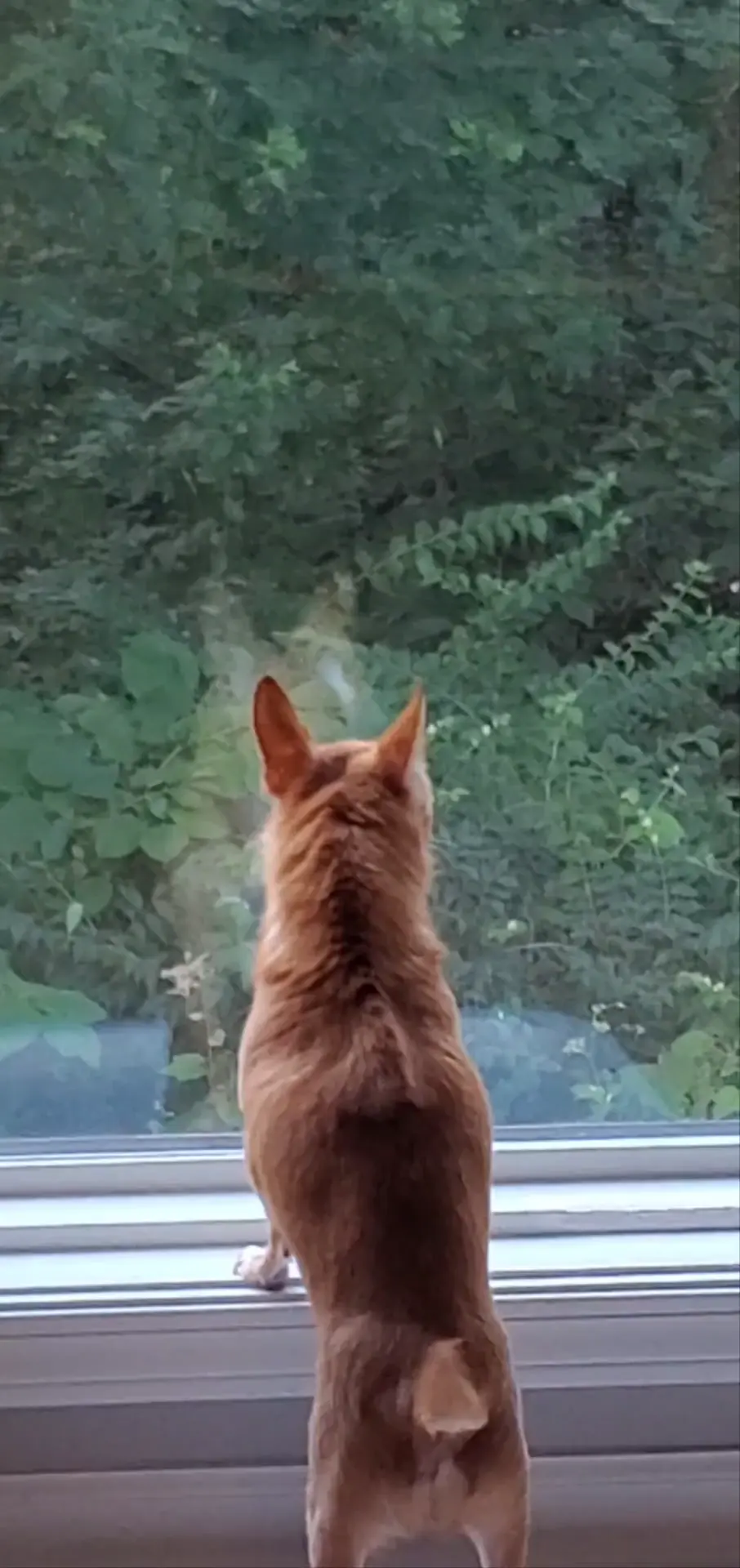 BARKING ROSS!!! 🔊