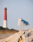 newjersey